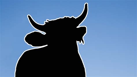 Rogue Roslindale bull captured, shipped to Methuen farm.